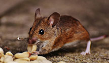 24 Hour & Emergency Exterminators in Amaranth, PA
